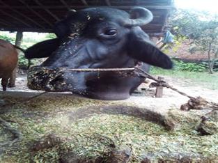 Buffalo