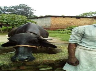 Animal जानवर