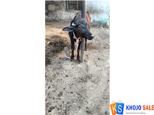 Animal जानवर